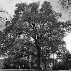 University oak