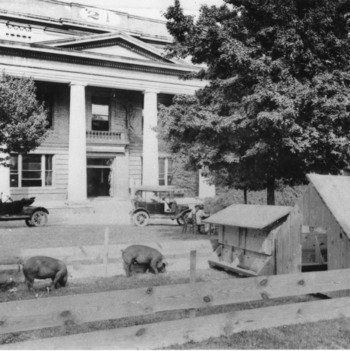 Swine demonstration by Swine Extension office during Farmers' Convention meeting in Pullen Hall, 1919.