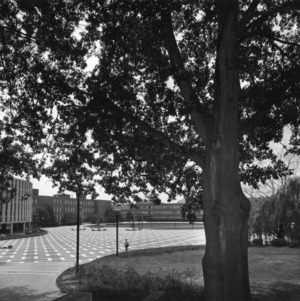 View of University Plaza (the Brickyard) with tree in foreground, North Carolina State University.