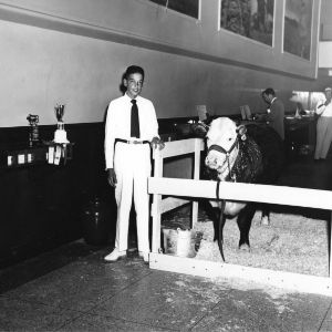Charles Wilkerson in lobby of People's Bank, Roxboro [North Carolina], showing his second Grand Champion steer that weighed 910 pounds and brought 65 cents per pound.