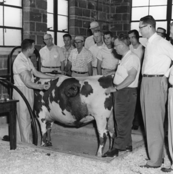 Men watching a demonstration of North Carolina State College's fistulated cow, Farm and Home Week, June 1956.