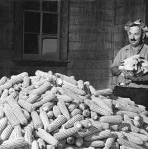 Man posing with armful of corn beside pile of shucked corn