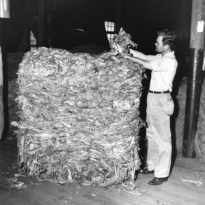 Man examining bundle of cured tobacco