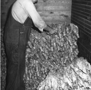 Packing tied bundle tobacco in strip room, September 27, 1954.