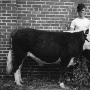 4-H club member holding a champion cow in Smithfield, North Carolina