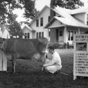Two 4-H club members performing a dairy demonstration on a Jersey calf