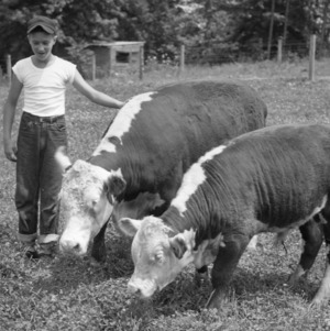 4-H club member standing next to two calves who are eating grass