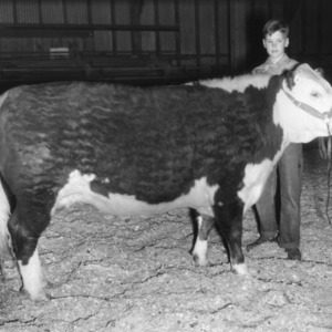Boy with Johnston County stock show champion steer, 1945