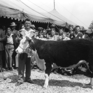 Victor Sauls, Wake County, North Carolina, with steer, 1945