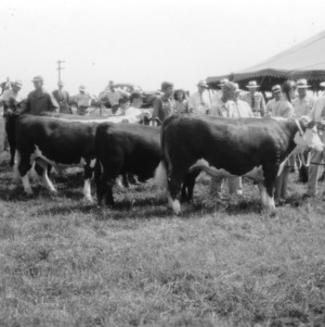 Blue ribbon cattle, Guilford County stock show, Greensboro, North Carolina, 1946