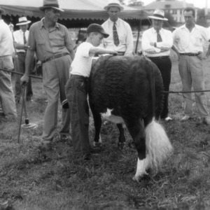 Fitting for the Guilford fat stock show, Greensboro, North Carolina, 1946