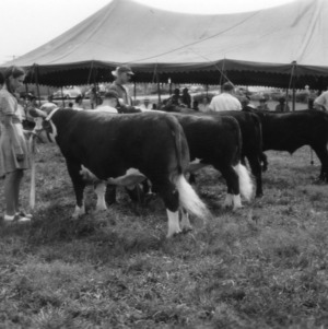 Showing cattle at the Guilford County fat stock show, Greensboro, North Carolina, 1946