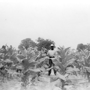 Club member standing in a tobacco field, part of his club project, 1940