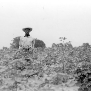 Wilson County club member with his cotton project