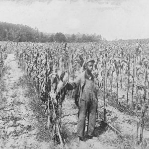Herman Peebles of Wake County, a state prize winner, standing in a corn field