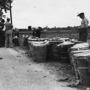 German prisoners of war harvesting lettuce on North Carolina farm, June 1944
