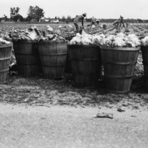 Baskets of lettuce harvested by German prisoners of war on North Carolina farm, June 1944