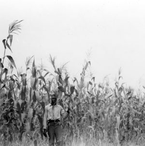 Wilson County - July 30, 1940. Levi Simmons Menchew Club Wilson County - has been awarded the 4-H Club scholarship to A and T College, beginning in September. Shown here is one of the 7 projects conducted this year - an acre of corn