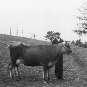 William Baldwin standing with cow, Buncombe County, North Carolina