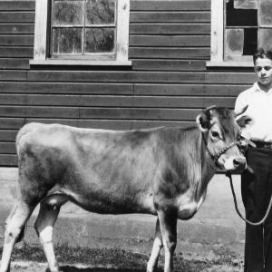 William Baldwin standing with cow, Buncombe County, North Carolina