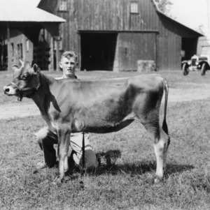 Reid Tomlin and his Jr. calf which won first prize at the Iredell 4-H calf show 10/22/34