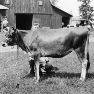 Charles Reid Tomlin and his Jr. Yearling which won first place at the Iredell 4-H Jersey Calf Show 10/22/34