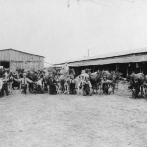 Second annual Catawba County Jersey calf show. The gentleman standing on the arrow is Mr. Wade Hendricks, county agent, who organized the first boys' calf club in North Carolina