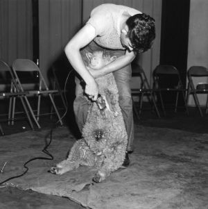 Sheep shearing at North Carolina State 4-H Club Week, 1952