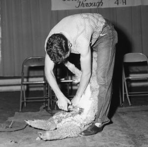 Sheep shearing demonstration during North Carolina State 4-H Club Week, 1952