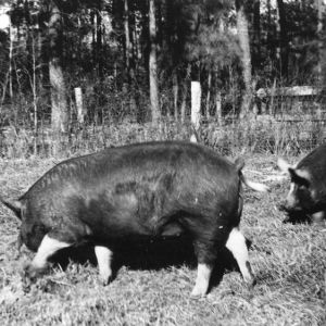 Swine project, Wayne County, North Carolina, 4-H Club, 1938