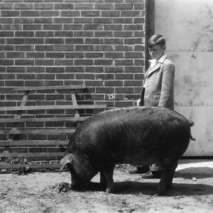 4-H club boy with pig at Kinston (Lenoir County), North Carolina stock show, 1946
