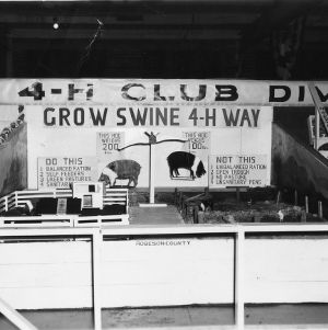 Robeson County, North Carolina, 4-H swine exhibit, 1947