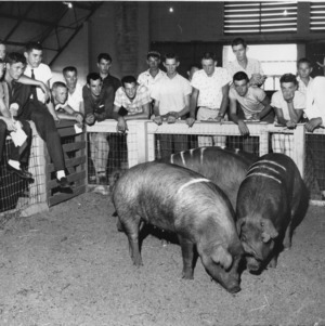 4-H club boys observing pigs in pen