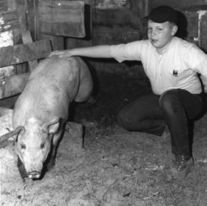 St. Mary's 4-H Club member Frankie Thompson and his pig preparing to go to the Durham County, North Carolina fat stock show, 1970