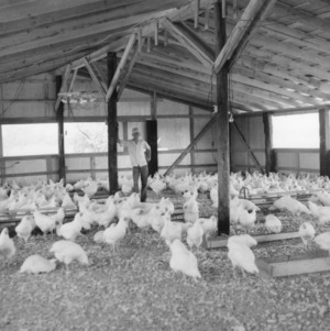 Chickens in poultry house, Vance County, North Carolina, 4-H Club