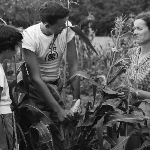 Unidentified 4-H club member showing his corn crop to two unidentified women on the Tew family farm