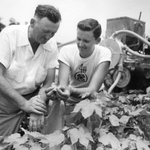 Unidentified man and boy examining their crop on the Tew family farm