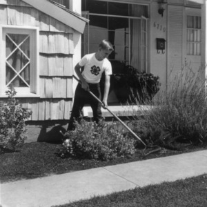 4-H club member raking ground cover around shrubs in a home beautification project