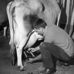 Boy milking a cow in Craven County, North Carolina, as part of the International Farm Youth Exchange program