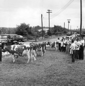 4-H club members judging dairy cows