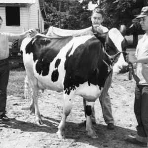 Left to right: Timothy Reid, William Marlin, and Michael Reid brushing a cow