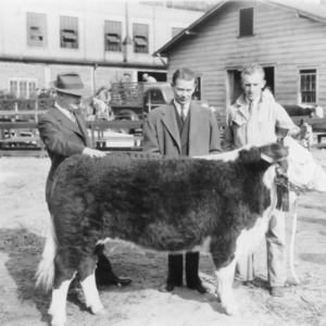 Prize-winning steer, Asheville, North Carolina, 1942