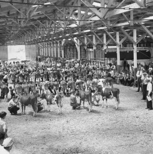 4-H club members showing cattle at a show in Asheville, North Carolina