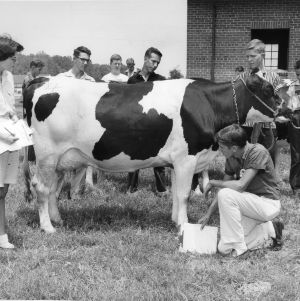 4-H club members judging a cow