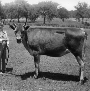 Young boy standing with young bull, Catawba County, North Carolina, 1930s