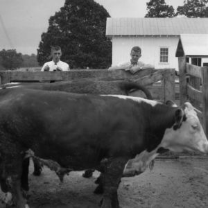 Two 4-H club members looking at cattle held in a pen