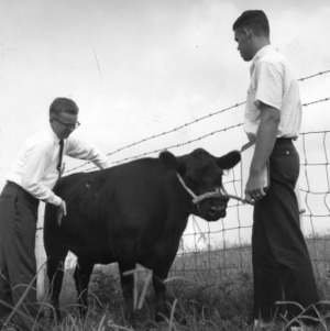 4-H club member examining a cow being held by a second 4-H club member