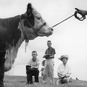 Three 4-H club members judging a calf held by a fourth unidentified person