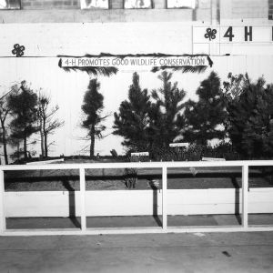 4-H exhibit, "4-H Promotes Good Wildlife Conservation," 1947