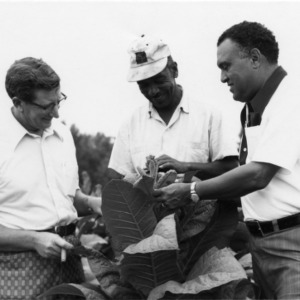 Unknown extension agents examining tobacco plant.
